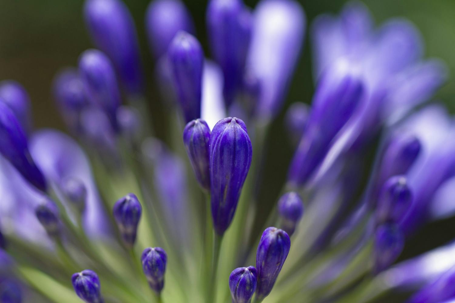 Bukett med blomster fotografert tett på